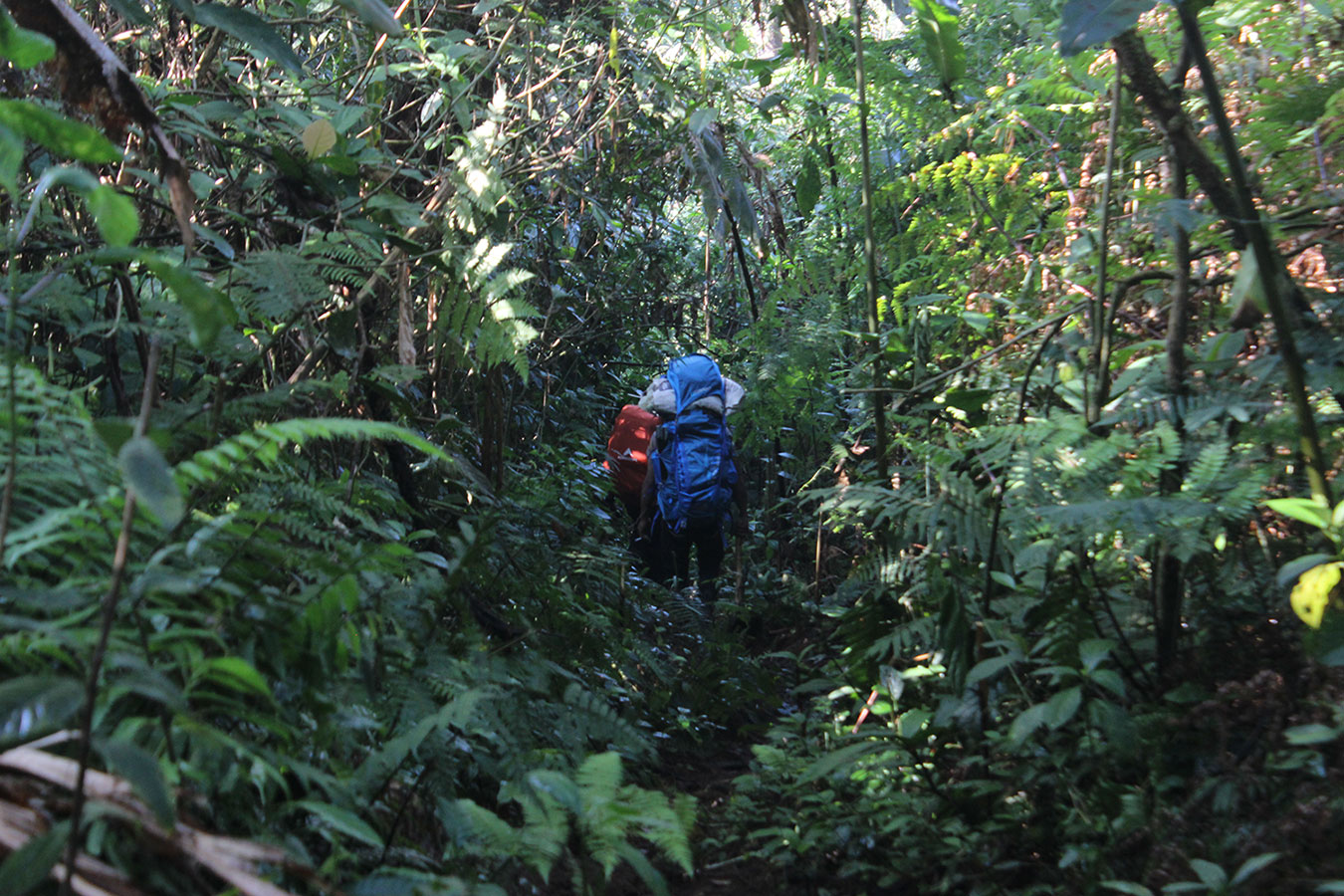 Penanaman kembali Nepenthes Adrianii Baturraden Mount Slamet
