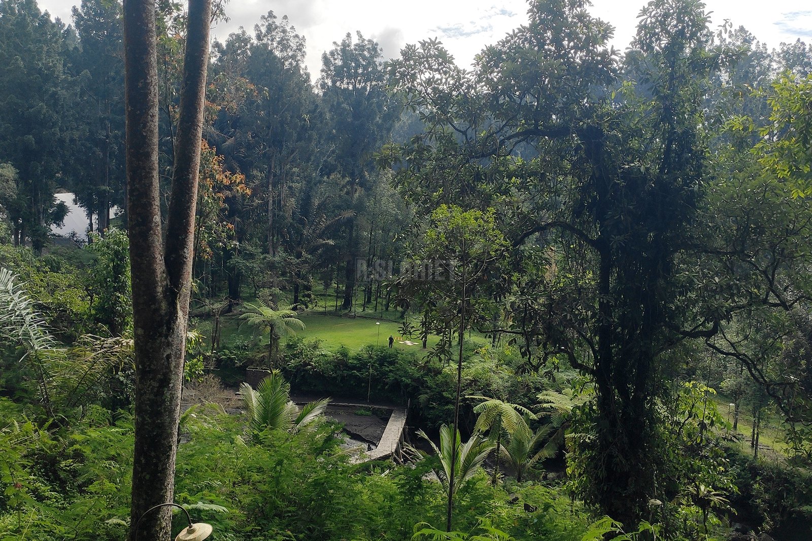 Baturraden Adventure Forest Agathis