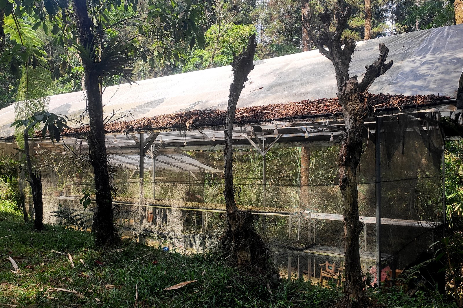 Green House Nepenthes Adrianii Mount Slamet Baturraden