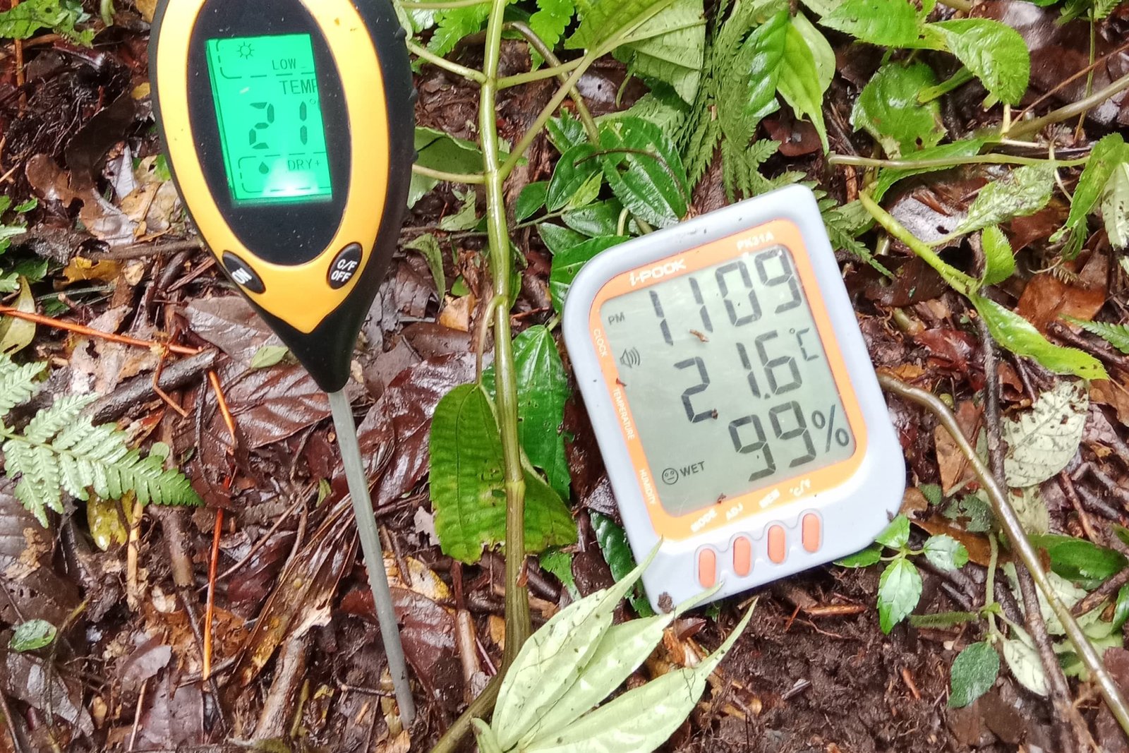 Monitoring Nepenthes Adrianii Mount Slamet