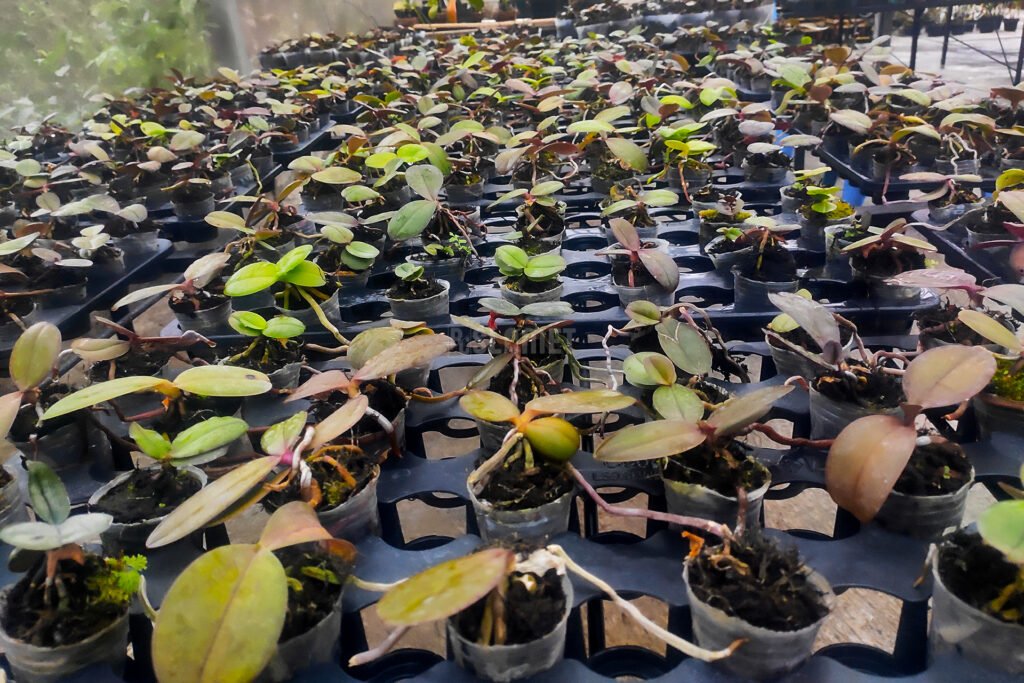 Nepenthes Adrianii Mount Slamet
